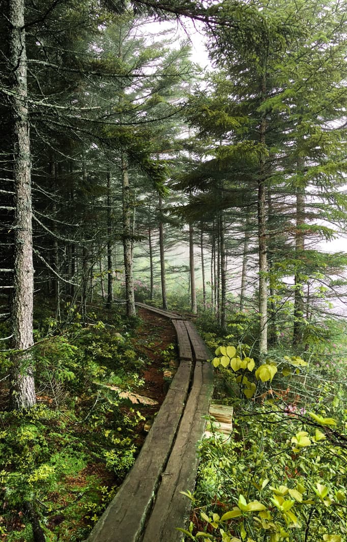 Wooden plank trail at Acadia National Park
