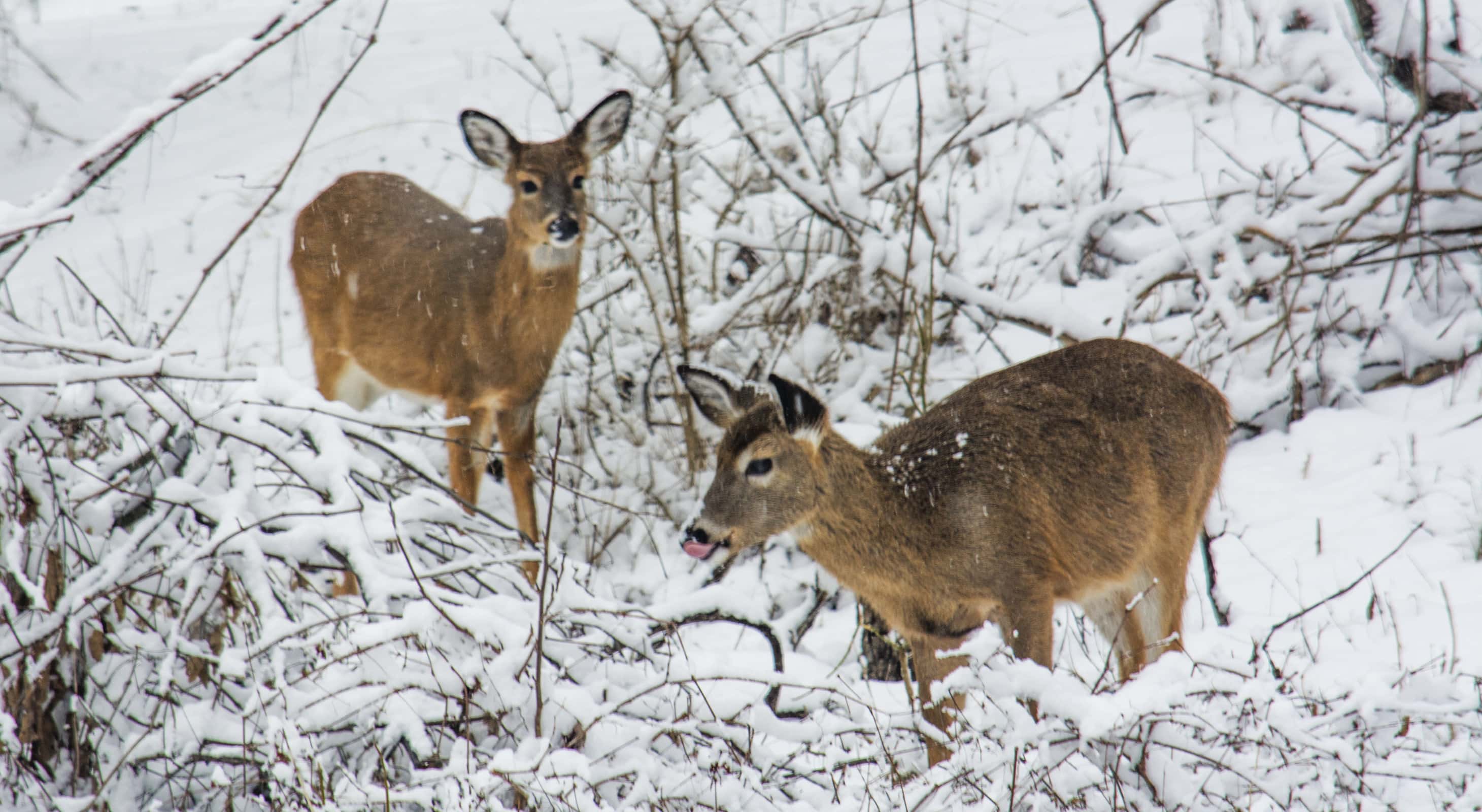 Wildlife Viewing on a Maine Coast Winter Getaway
