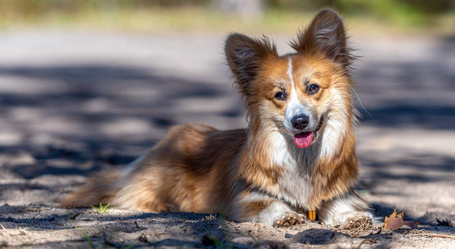 maine-coast-pet-friendly-lodging-historic-inn-in-blue-hill-me