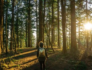 Hiker in the forest