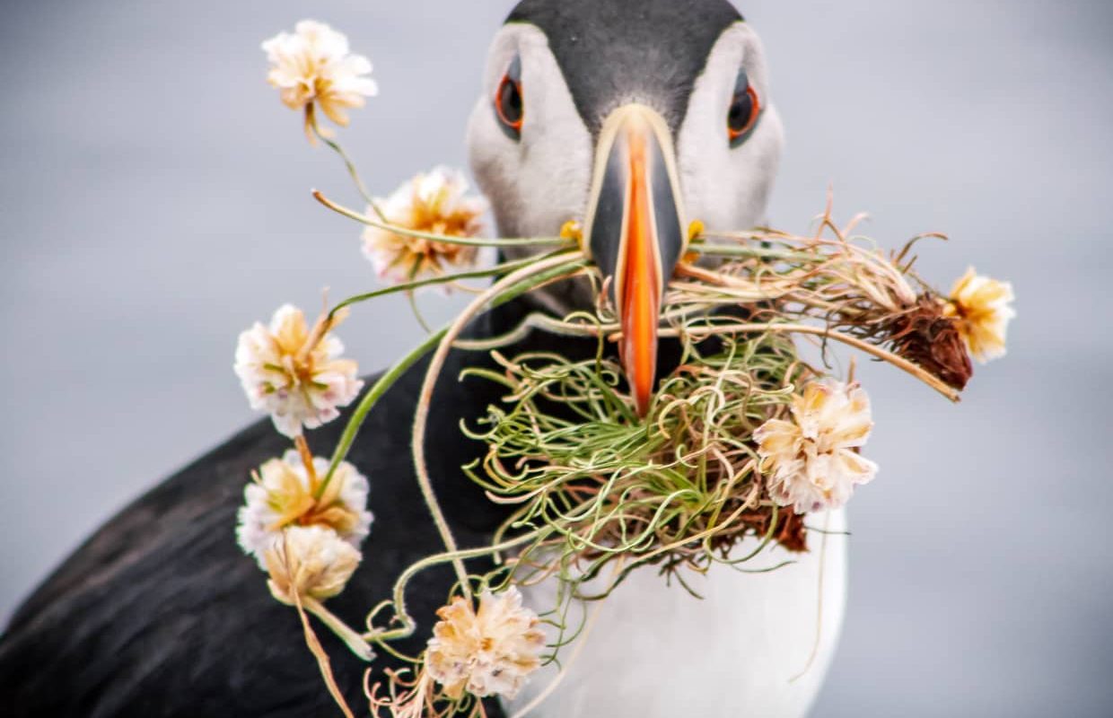A Puffin holds plants in its beak