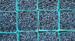 Baskets of fresh wild Maine blueberries