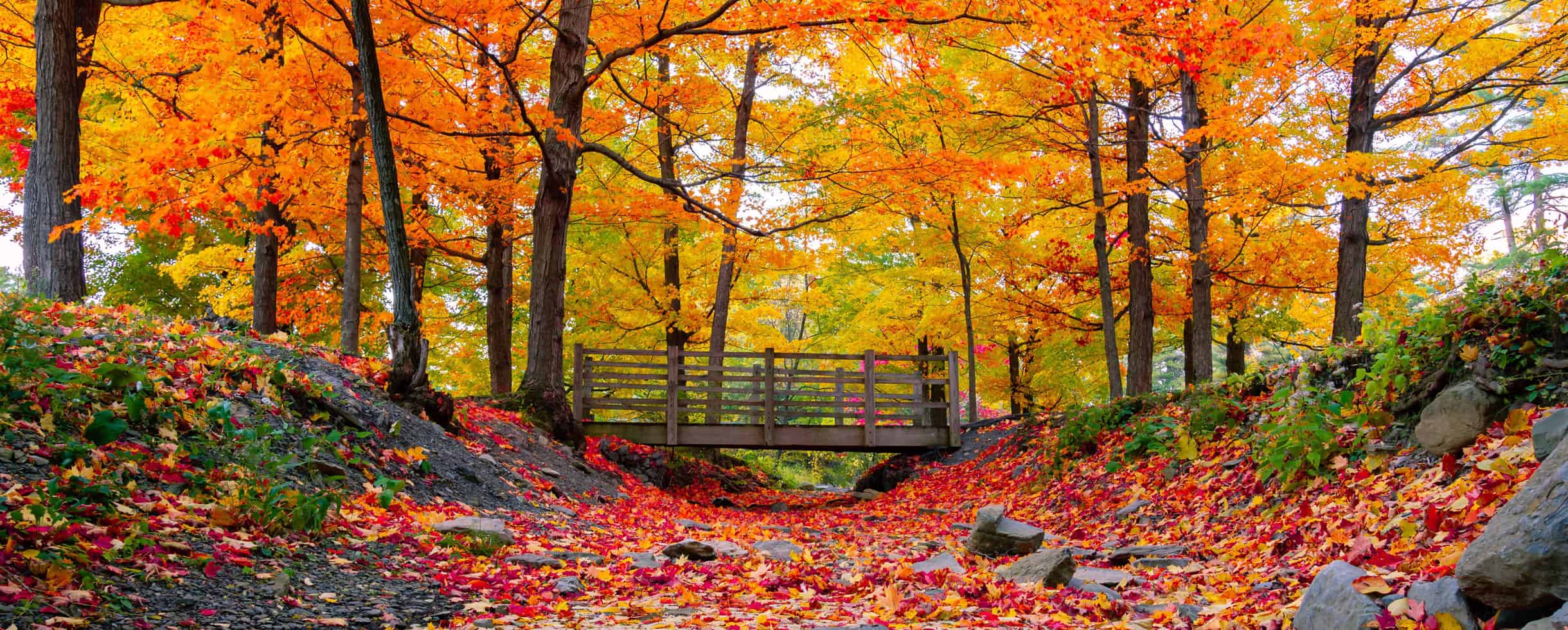 autumn leaves in the woods