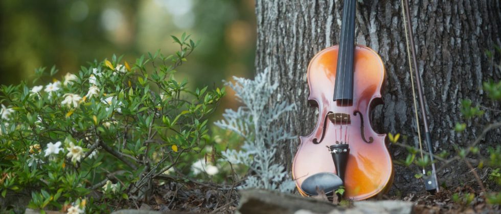 violin and bow leaning up against a tree outside in the forest near a bush with white and yellow flowers