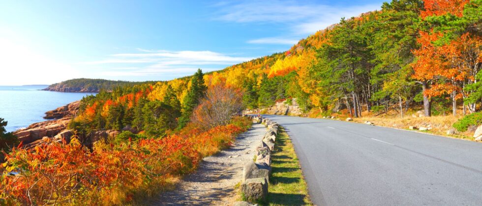 road in autumn along the coast of Maine in Acadia National Park with the ocean to the left and surrounded by trees turned orange and yellow