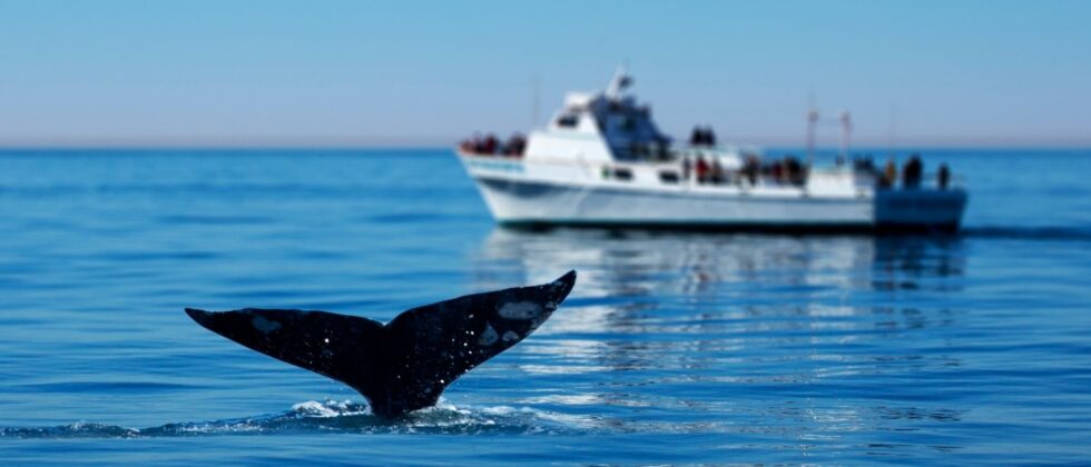 whale tail above the water in blue waters with a tour boat full of observers in the background