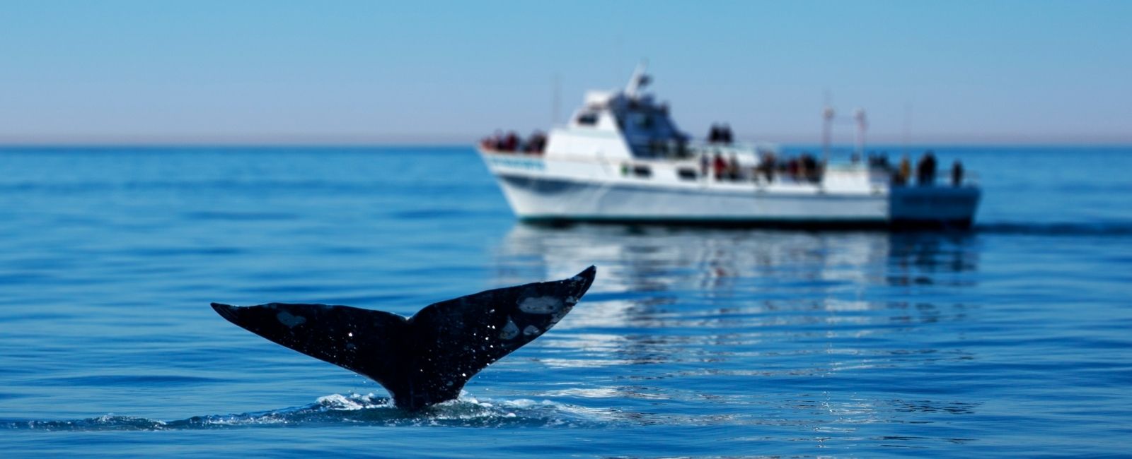 whale tail above the water in blue waters with a tour boat full of observers in the background