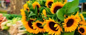 farmers market blurred background with focus on display of beautiful sunflowers 