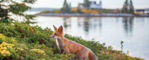 a red fox on little deer isle, maine